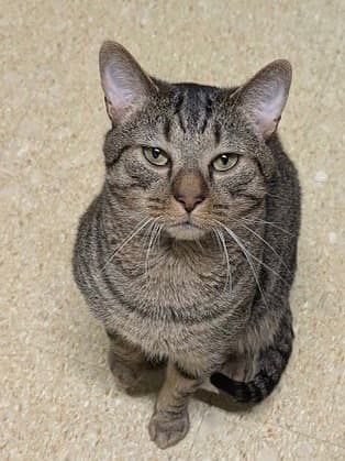 Ziggy - Tabby