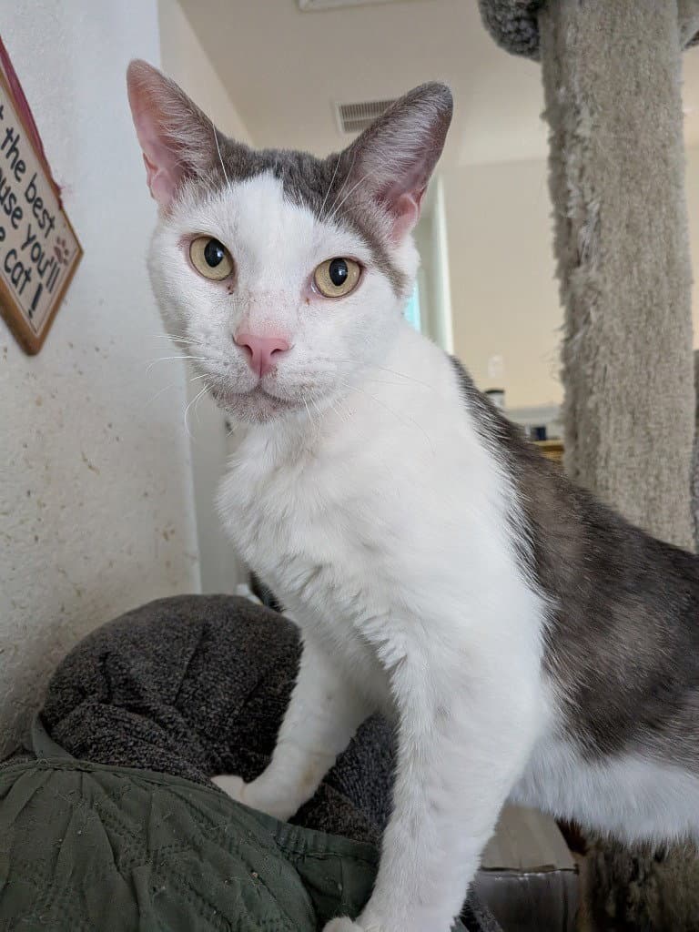 Handsome - Domestic Short Hair