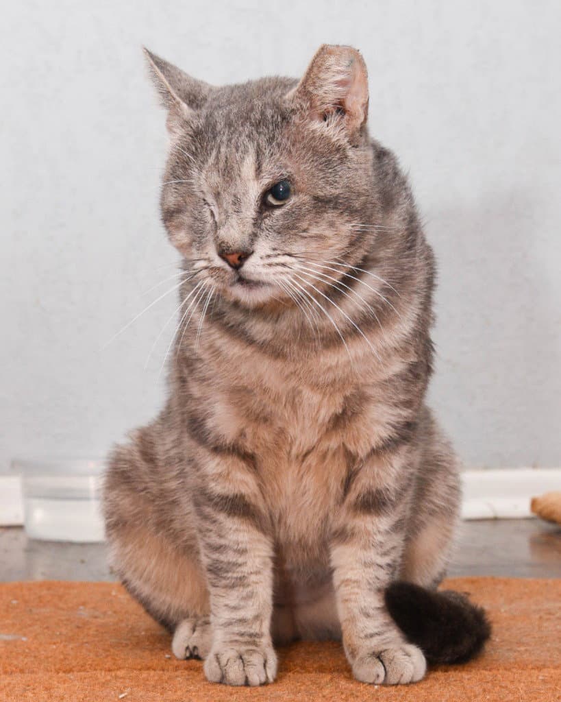 Popeye - Tabby