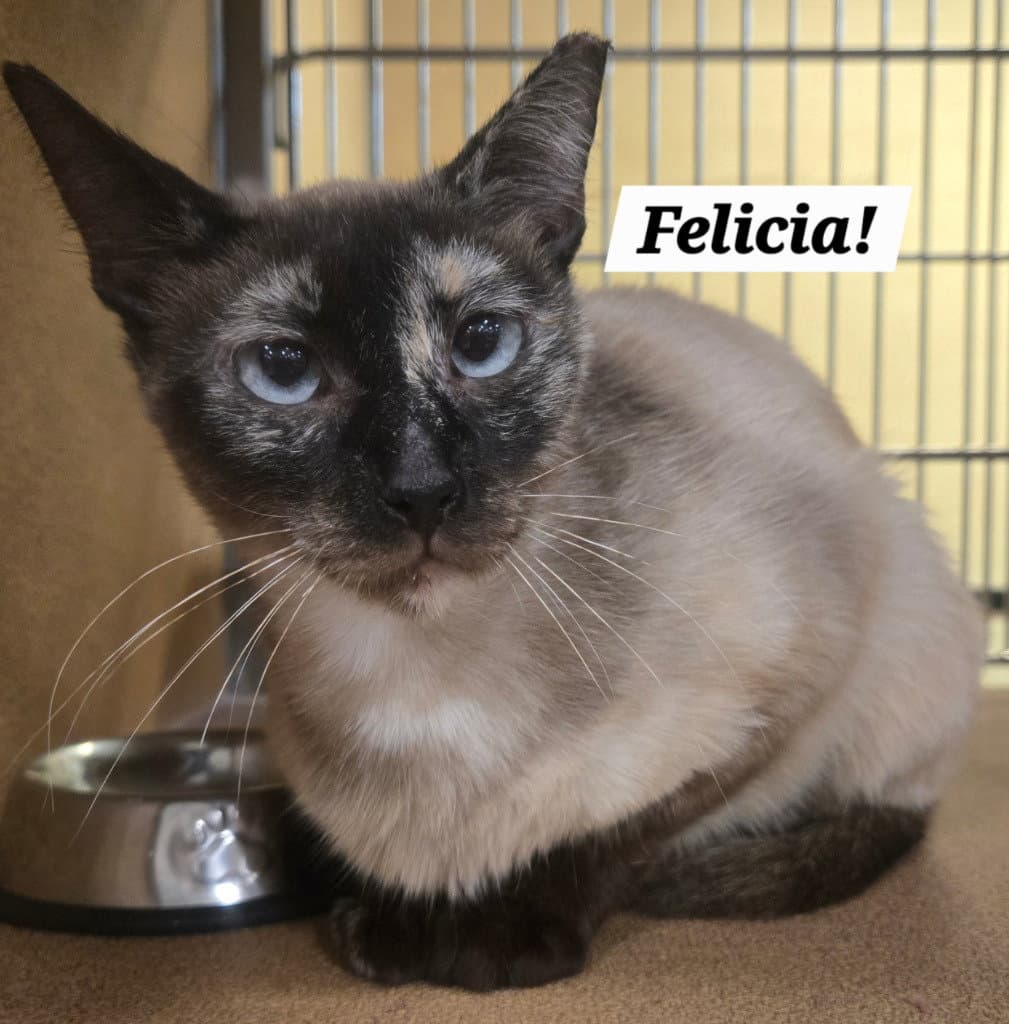 Felicia - Siamese
