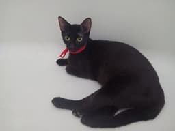 Gigi image 1