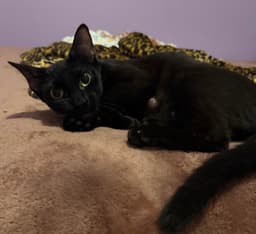 Gigi image 2