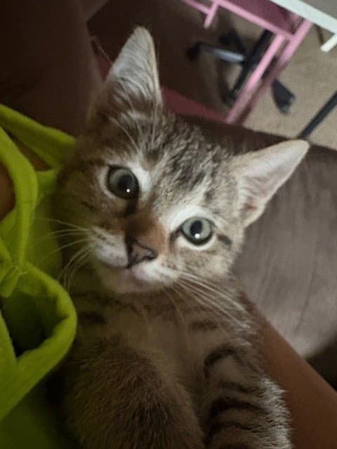 Tigress - Tabby
