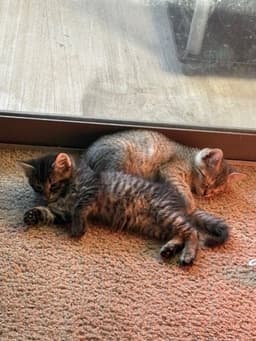Tigress image 4