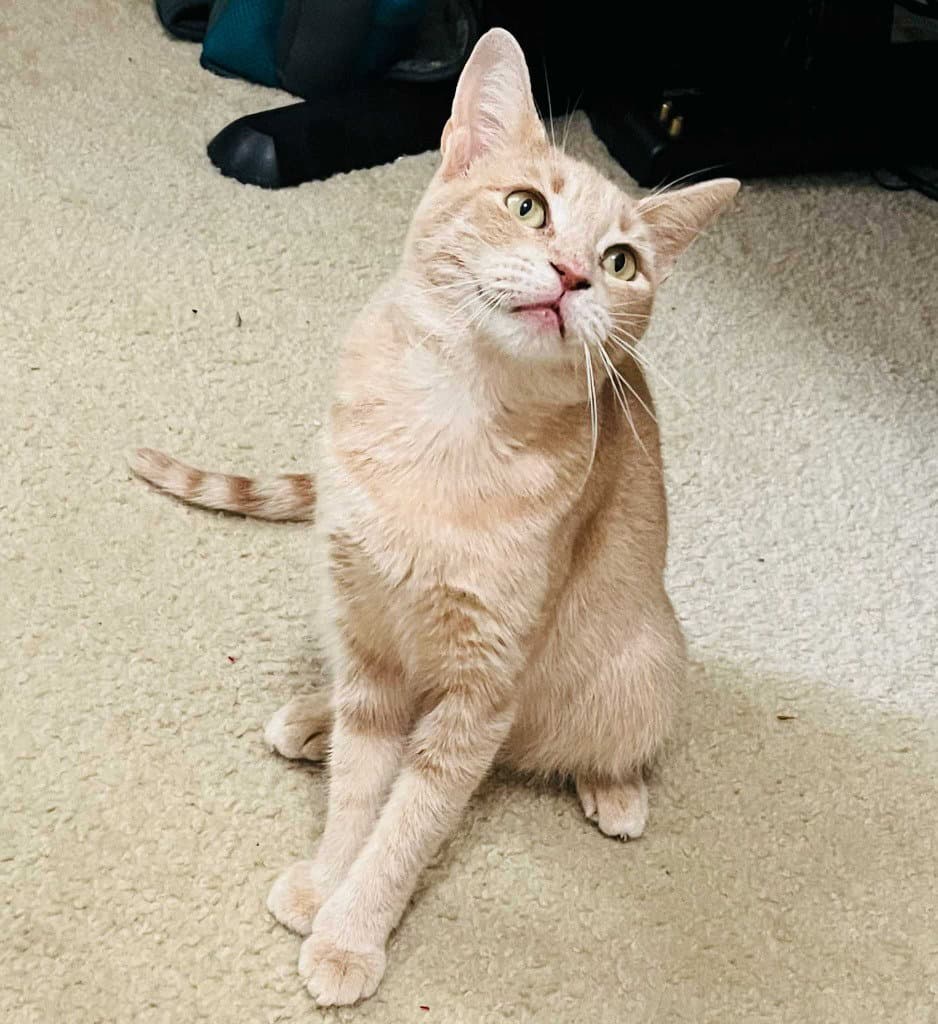 Lady Cheesy Gordita Crunch - Tabby