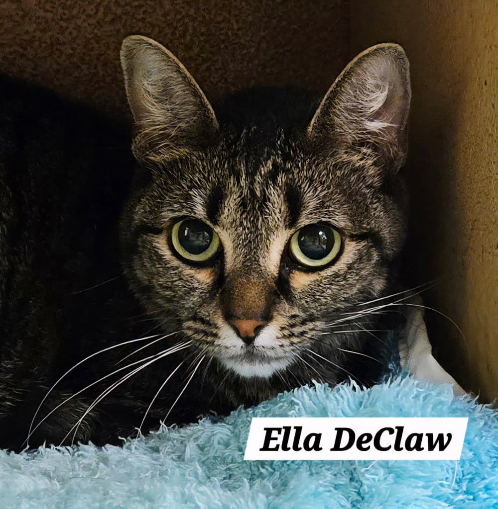 Ella Declaw - Domestic Short Hair