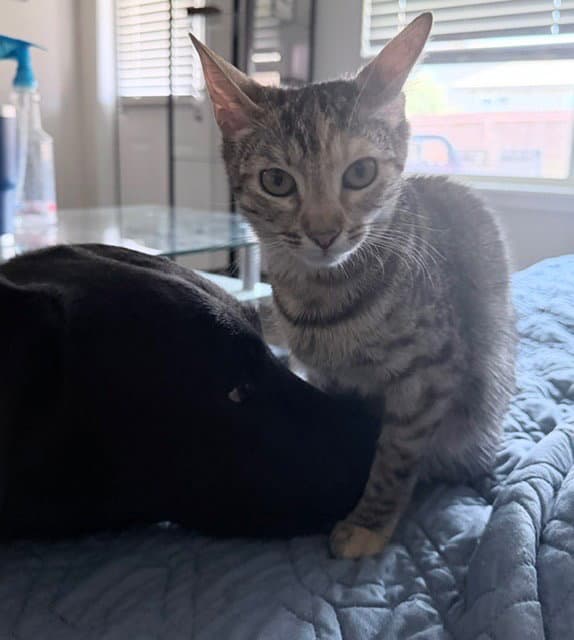 Mikette - Tabby