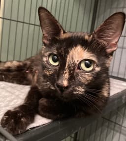 Bellatrix image 1
