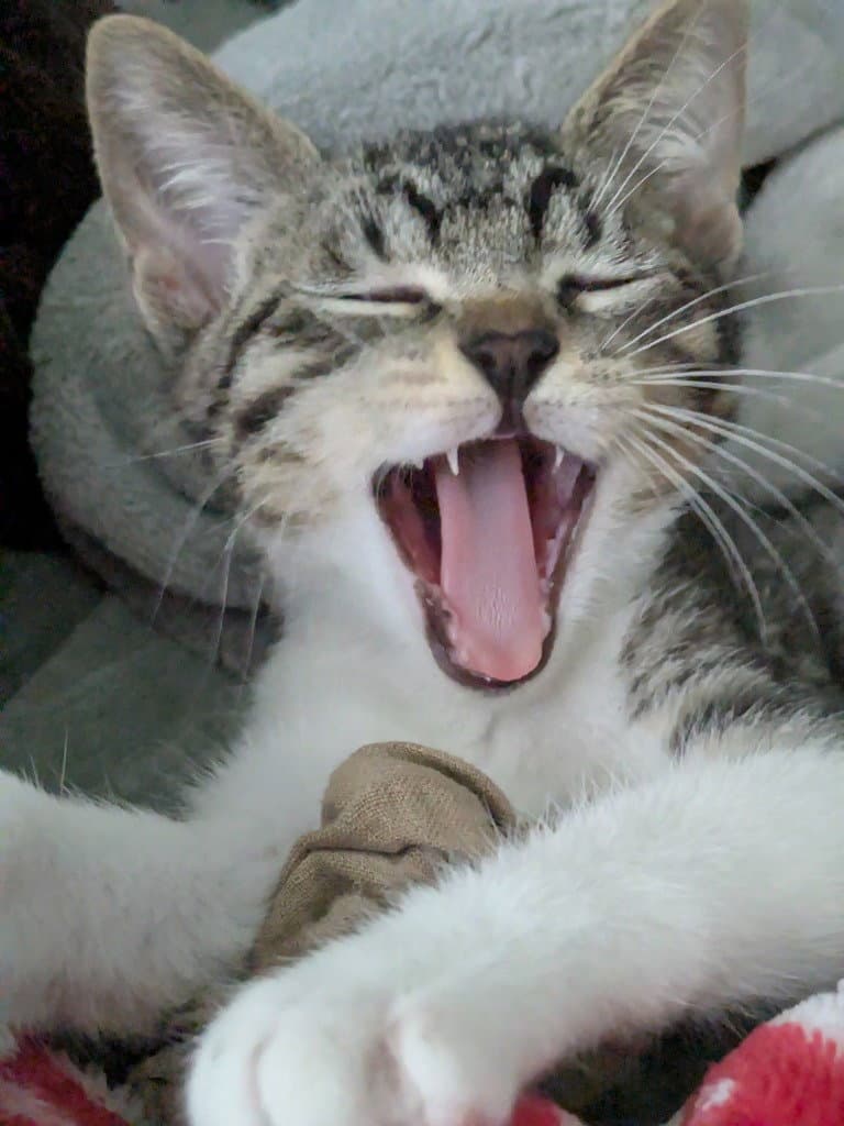 Tamale - Tabby