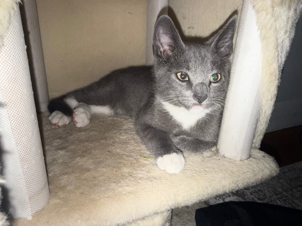 Moose - Domestic Short Hair