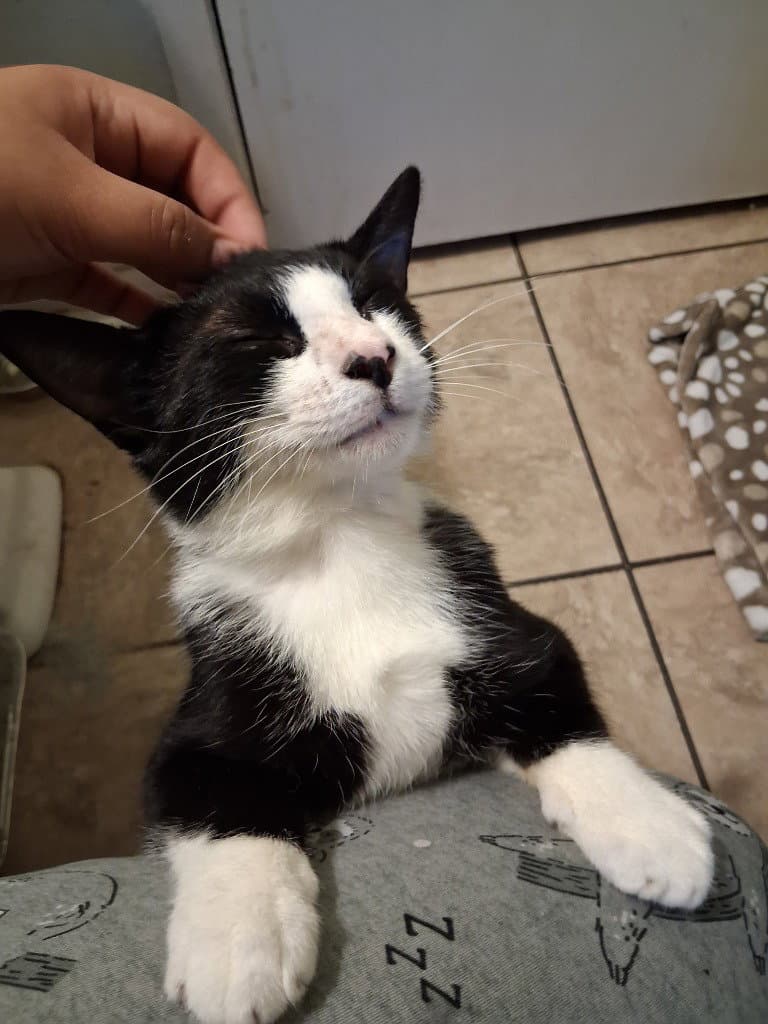 Charlie Boy - Domestic Short Hair