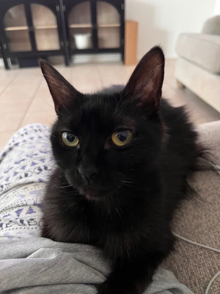 Penny - Domestic Medium Hair