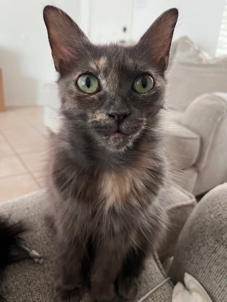 Pixie - Domestic Medium Hair