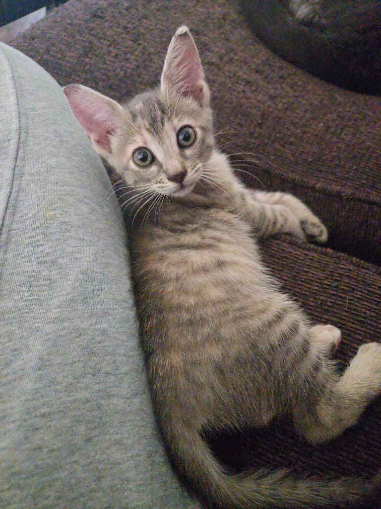Nova Girl - Tabby