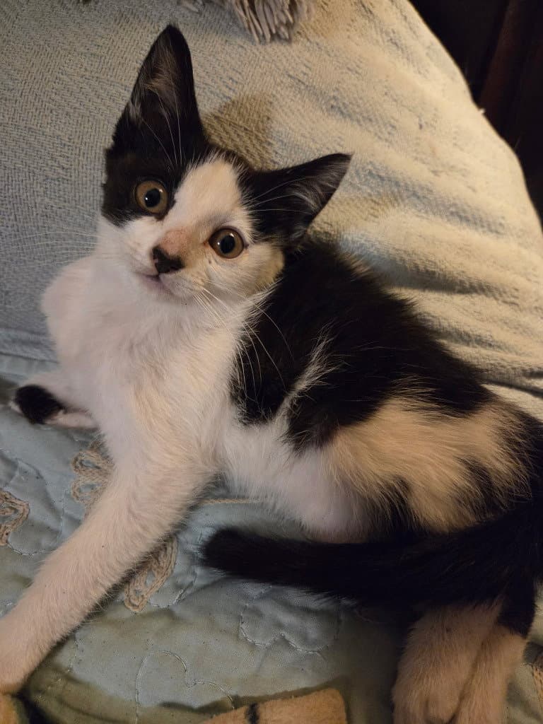Wispy - Tabby