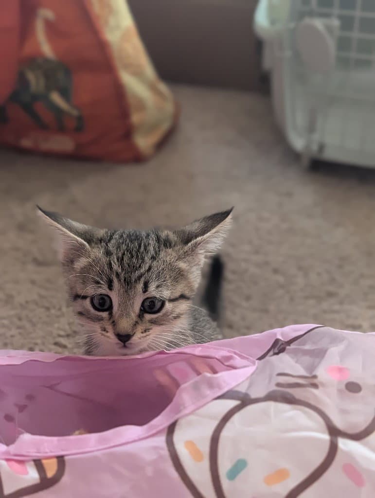 Persephone - Tabby