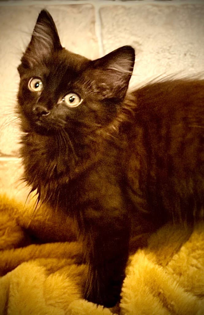 Lupe - Domestic Medium Hair