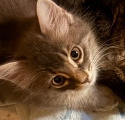 Cleo image 1