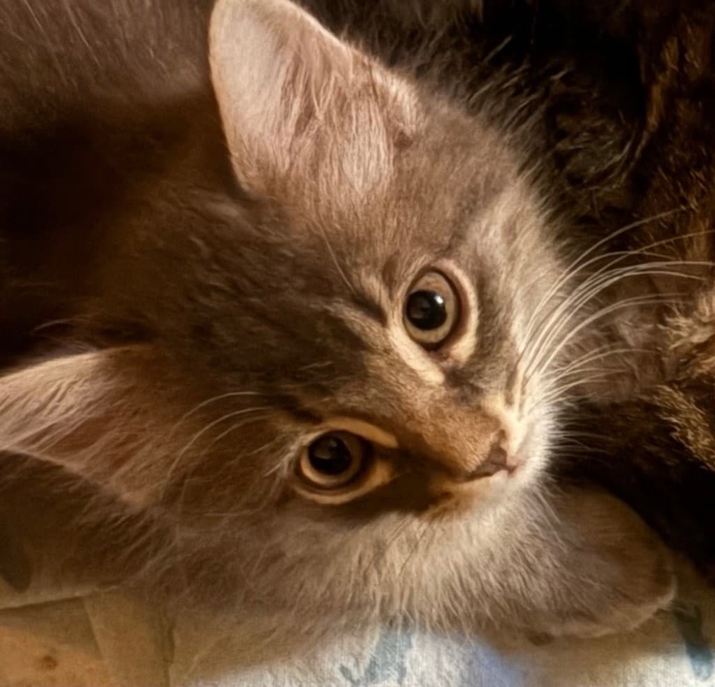 Cleo - Domestic Medium Hair