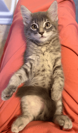 Cleo image 2