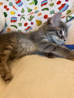 Cleo image 3