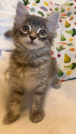 Cleo image 4