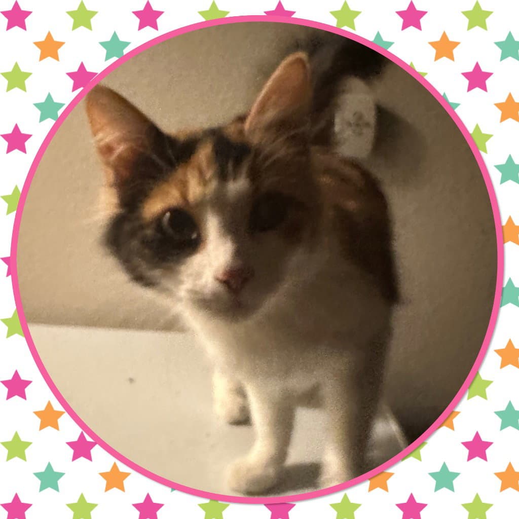Katniss - Calico