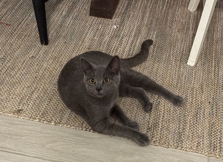 Shell - Domestic Short Hair