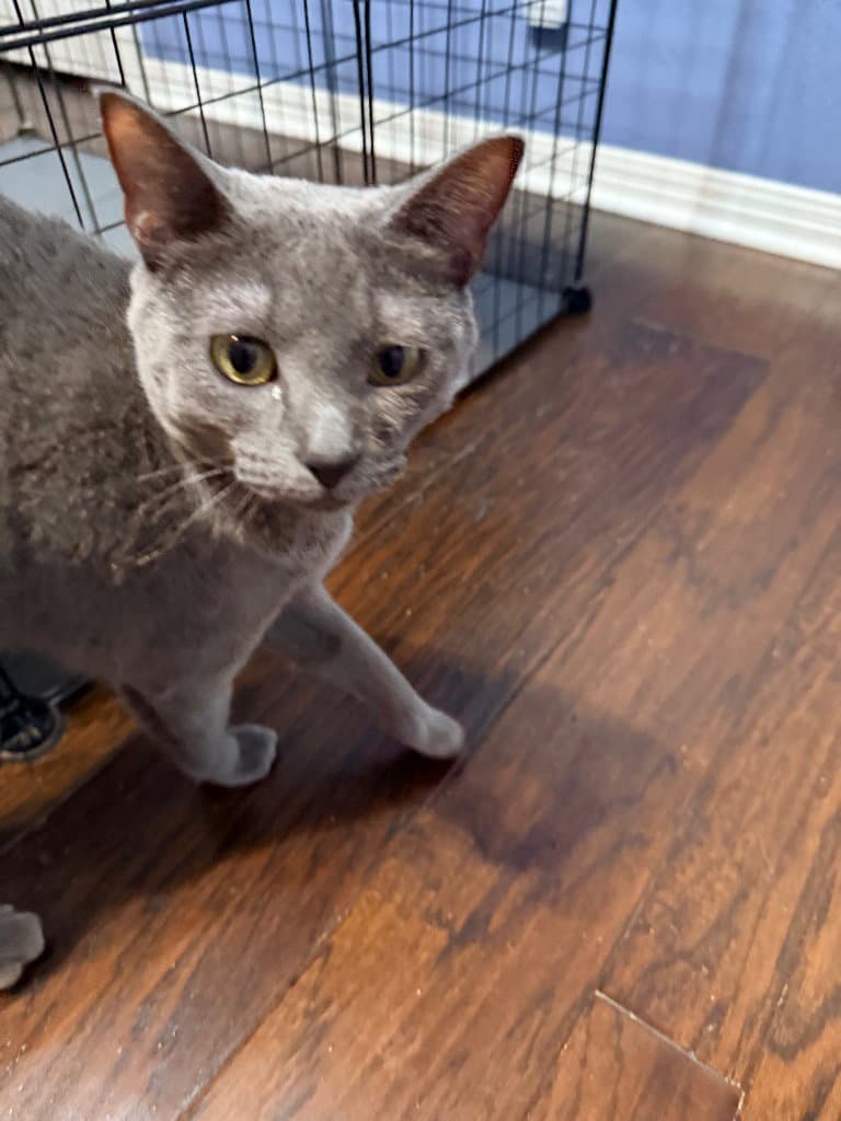 Shell - Domestic Short Hair