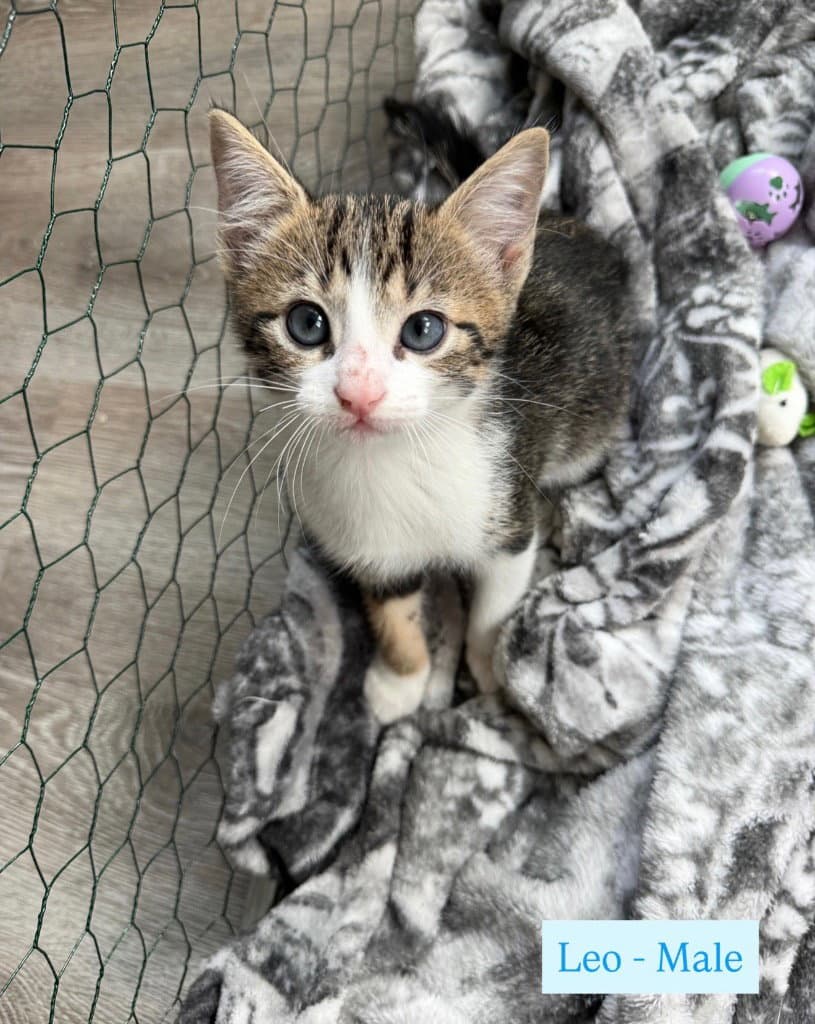Leo - Tabby