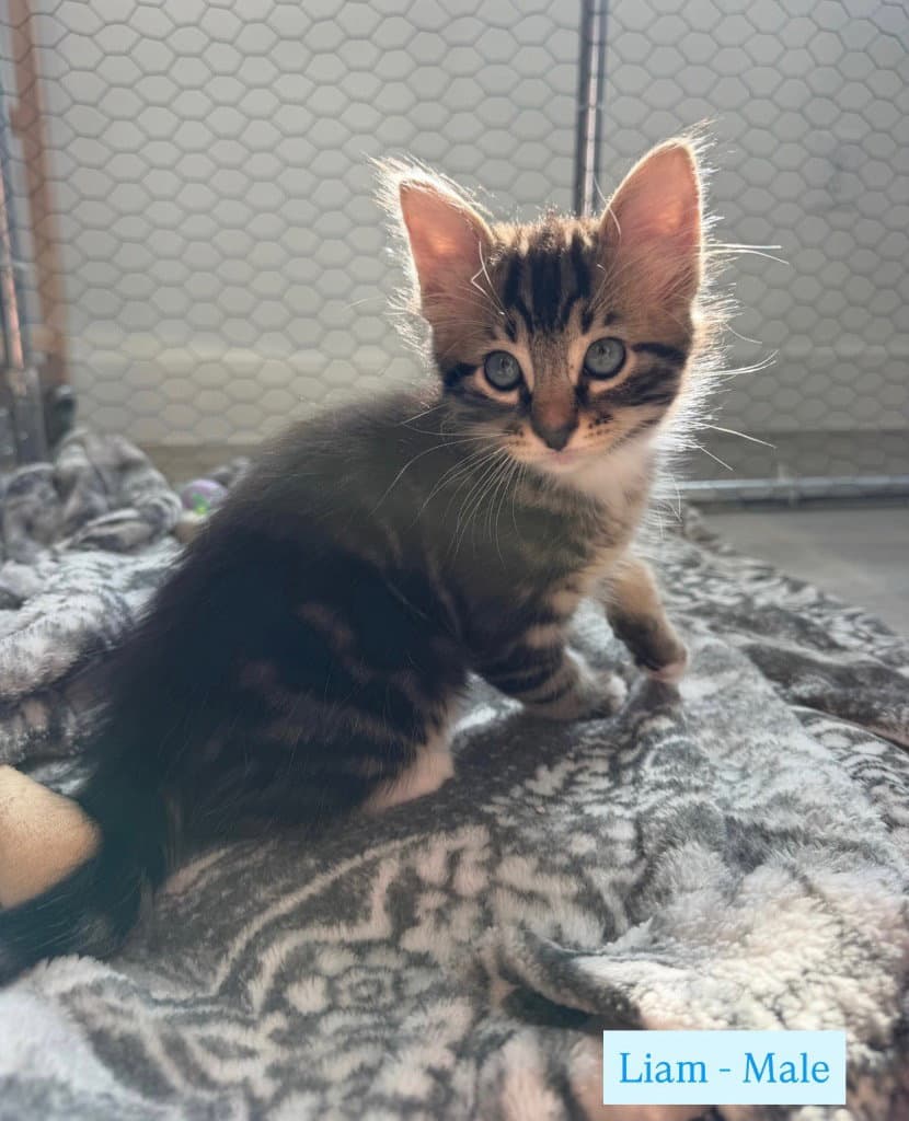 Liam - Tabby