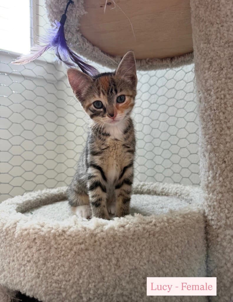 Lucy - Tabby