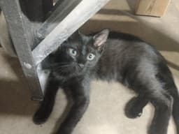 Lucy image 1
