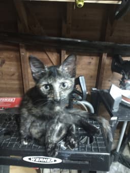 Little Rosie image 1