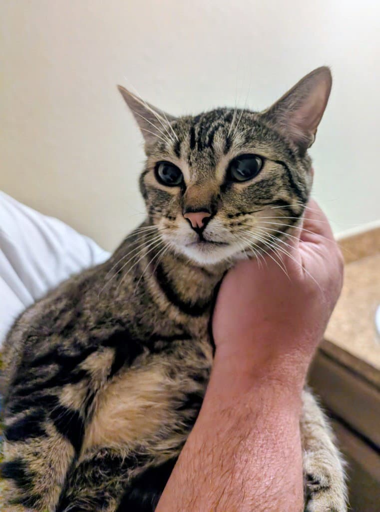 Ninja - Tabby