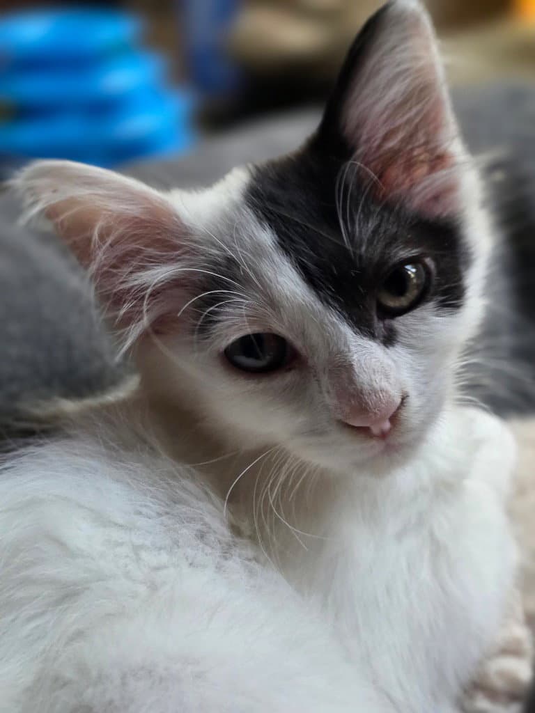 Mr Dolly - Domestic Short Hair