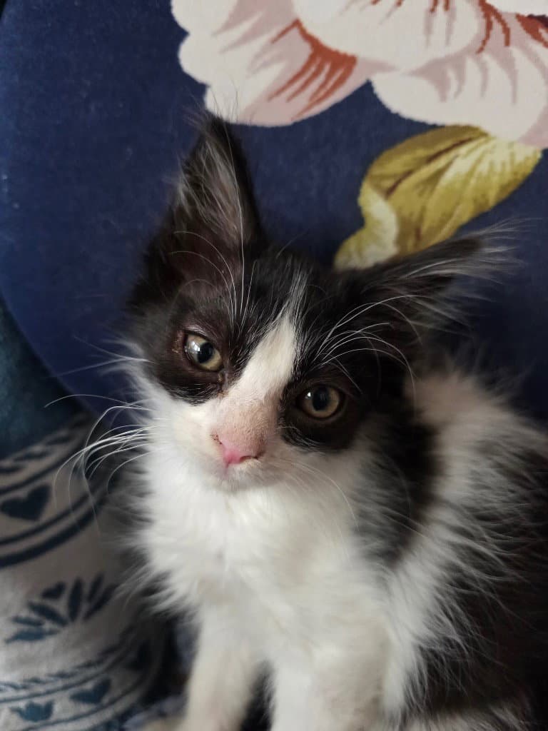 Ms Batman - Domestic Short Hair