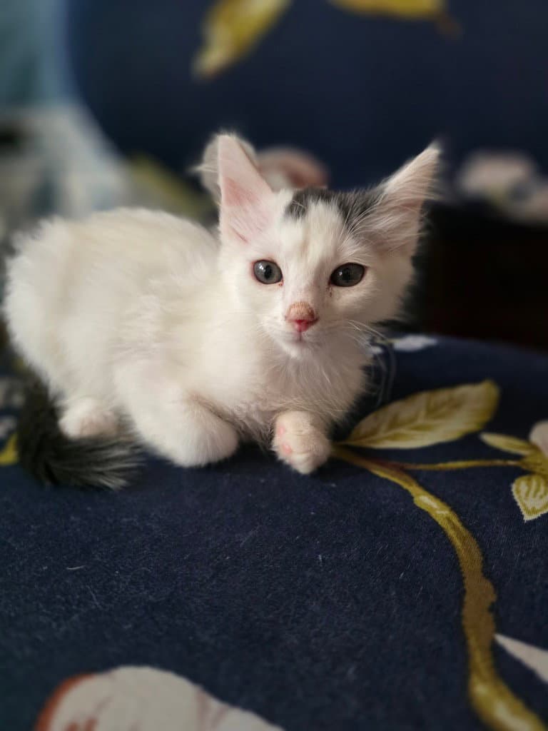 Bean - Domestic Short Hair