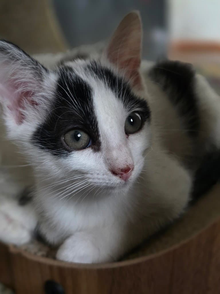 Bolt - Domestic Short Hair