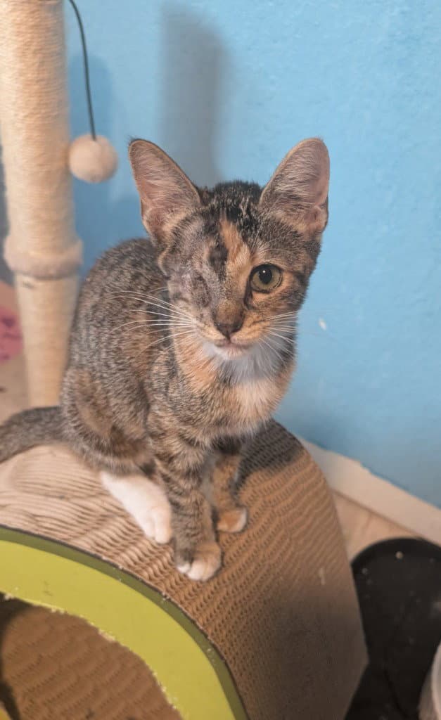 Champagne - Domestic Short Hair