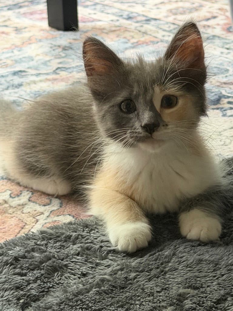 Leia - Calico