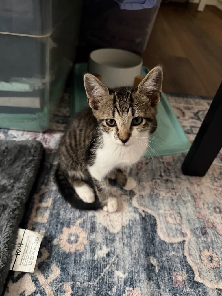 Luke - Tabby