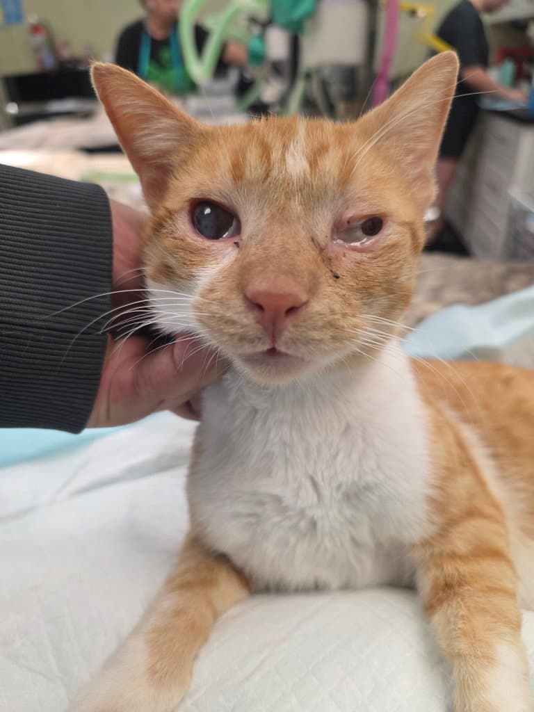 Capt Jack - Tabby