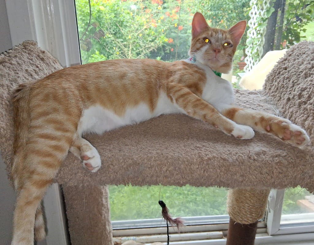 Capt Jack - Tabby
