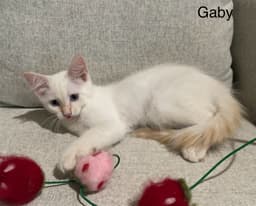 Gaby image 1