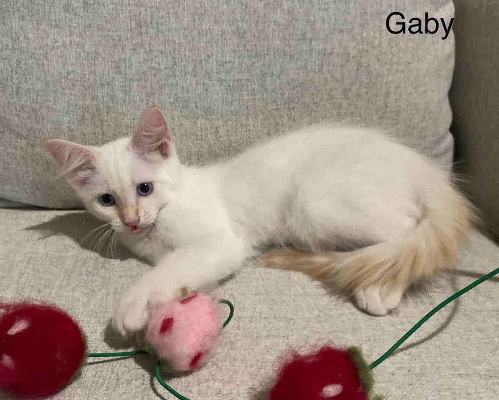 Gaby - Domestic Medium Hair