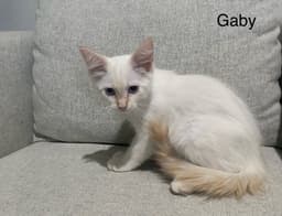 Gaby image 2