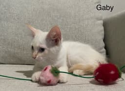 Gaby image 3