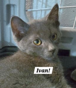 Ivan image 1