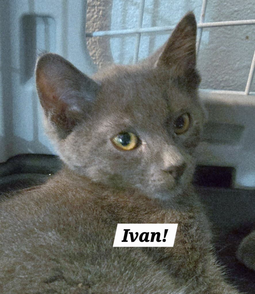Ivan - Domestic Short Hair